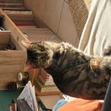 Foto del gato perdido en Laille