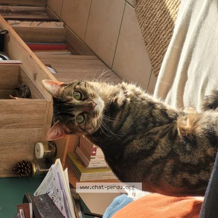 Foto 1/1 CRACOTTE Chat perdido en Laille