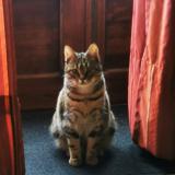 Foto del gato perdido en Champcevinel