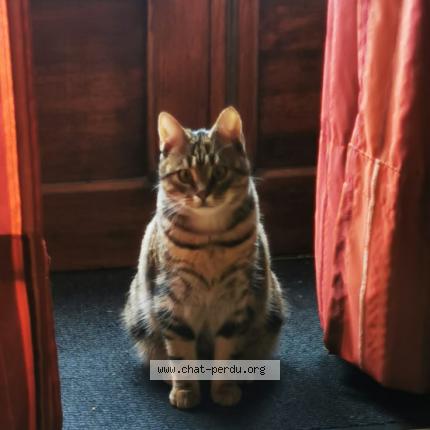 Foto 1/1 Chiquito Chat perdido en Champcevinel