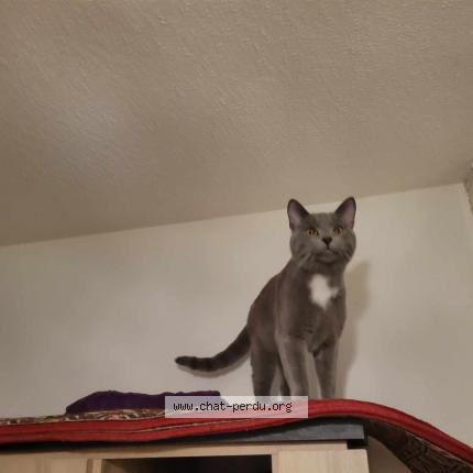 Foto 1/1 Gato encontrado Encontrado en Metz