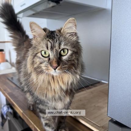 Foto 1/1 Poupette Chat perdido en La montagne