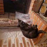 Foto del gato perdido en Saint Gemmes D Andigne