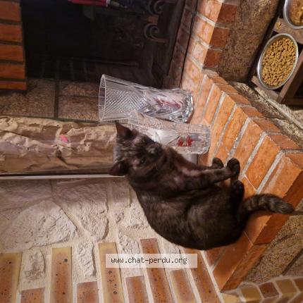 Foto 1/1 Millo Chat perdido en Saint gemmes d andigne