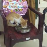 Foto del gato perdido en Sundarapuram Coimbatore