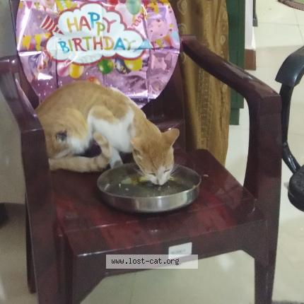 Foto 1/1 Ammu Chat perdido en Sundarapuram coimbatore