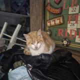 Foto de gato encontrado en La Rousseliere