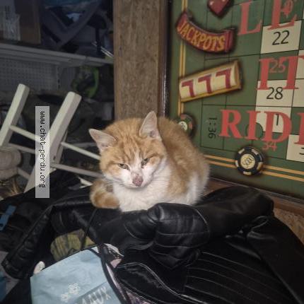 Foto 1/1 Gato encontrado Encontrado en La rousseliere