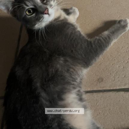 Foto 1/1 Gribouille Chat perdido en Coulanges les nevers