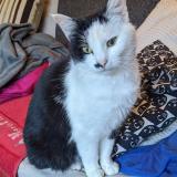 Foto del gato perdido en Rennes