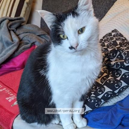 Foto 1/1 Maddy Chat perdido en Rennes