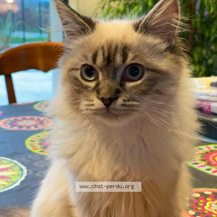 Foto 1/1 oups Chat perdido en Port mort