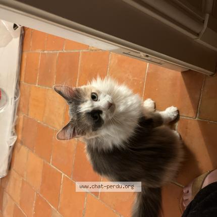 Foto 1/1 Donska Chat perdido en Troyes