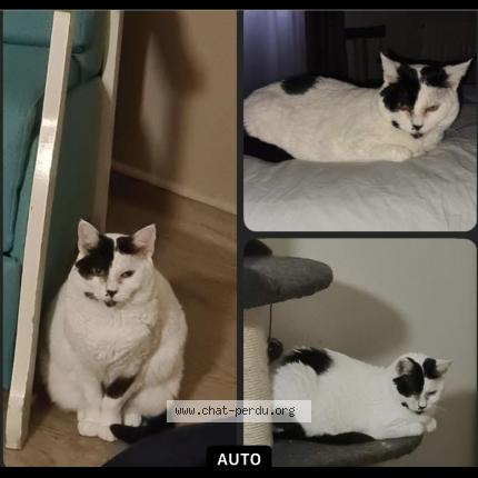 Foto 1/1 MINETTE Chat perdido en Chalkans