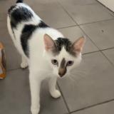 Foto del gato perdido en Montauban