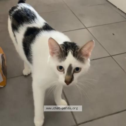 Foto 1/1 Tigrou Chat perdido en Montauban