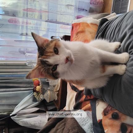 Foto 1/1 Gato encontrado Encontrado en Courcelles