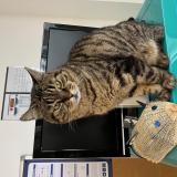 Foto del gato perdido en Jouarre