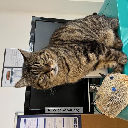 Foto 1/1 PAPILLON Chat perdido en Jouarre