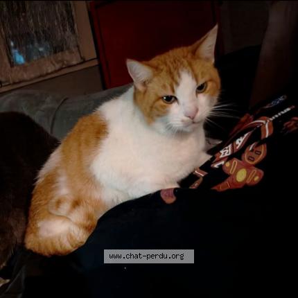 Foto 1/1 Gato encontrado Perdido en Neuilly le real