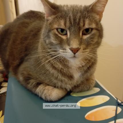 Foto 1/1 Gromatou Chat perdido en Roiffieux