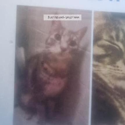 Foto 1/1 Ganja Chat perdido en Sion