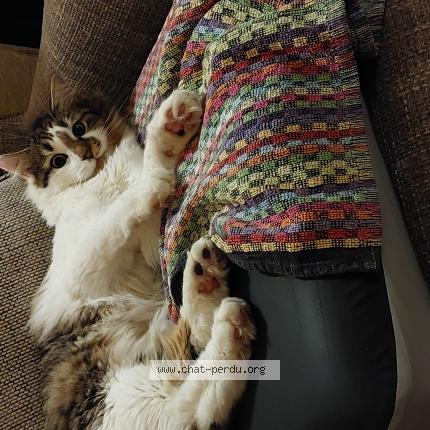 Foto 1/1 Lila Chat perdido en Jemeppe sur sambre