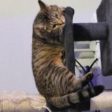 Foto del gato perdido en Roye