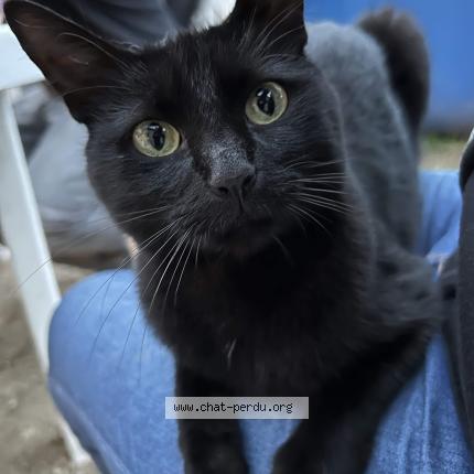 Foto 1/1 Bagheera Chat perdido en Moulins