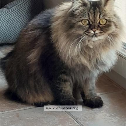 Foto 1/1 Thalie Chat perdido en Gonfaron