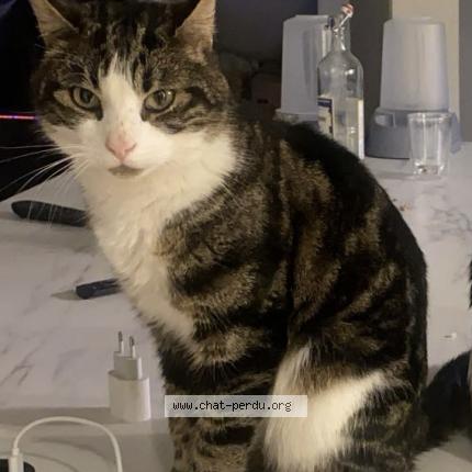 Foto 1/1 Luffy Chat perdido en Le creusot