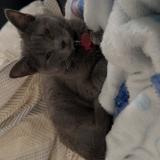 Foto del gato perdido en Denain