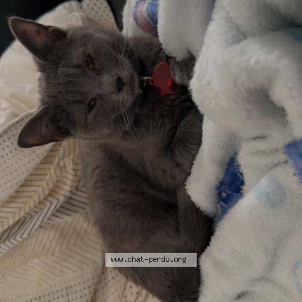 Foto 1/1 Molly Chat perdido en Denain