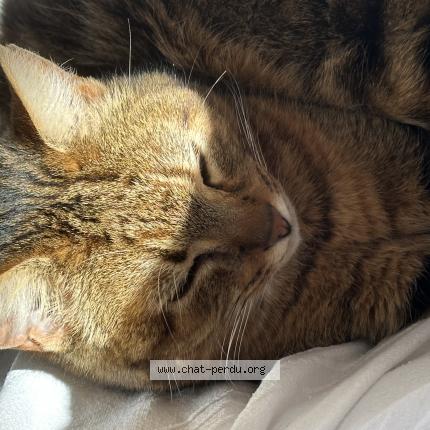 Foto 1/1 Aponi Chat perdido en Brive la gaillarde