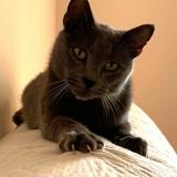 Foto del gato perdido en Serres