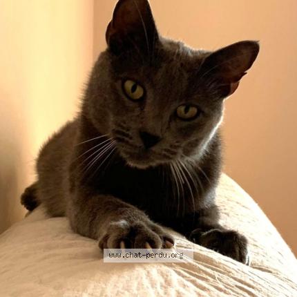 Foto 1/1 Macha Chat perdido en Serres