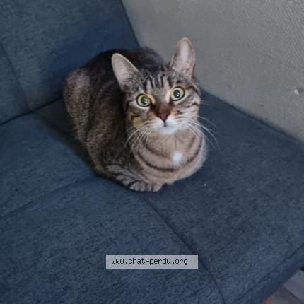 Foto 1/1 Lilith Chat perdido en Mandeure