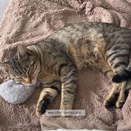 Foto 2/2 Jeanchat Chat perdido en Auvers sur oise