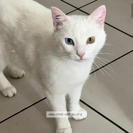 Foto 1/1 Michemiche Chat perdido en Marsilly