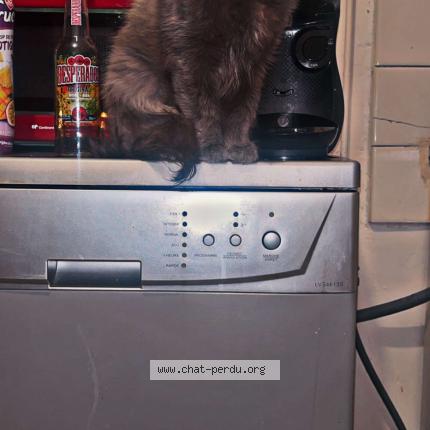 Foto 1/1 venus Chat perdido en Luneville