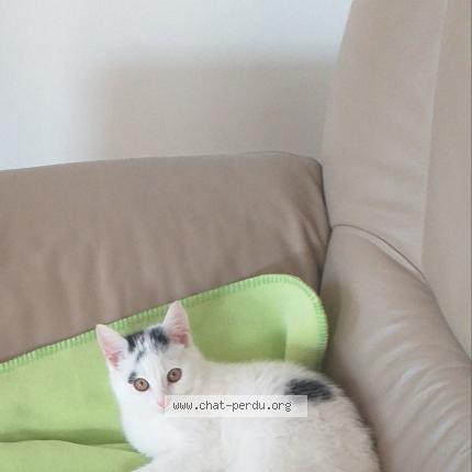 Foto 1/1 ULLY Chat perdido en Fougerolles du plessis