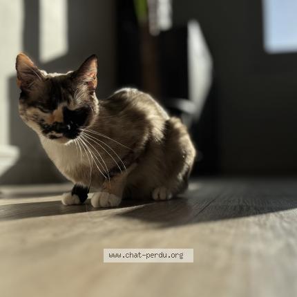 Foto 1/1 Nala Chat perdido en Lanester