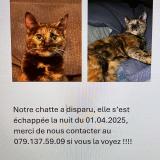 Foto del gato perdido en Le Landeron