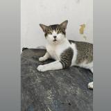 Foto del gato perdido en Roorkee