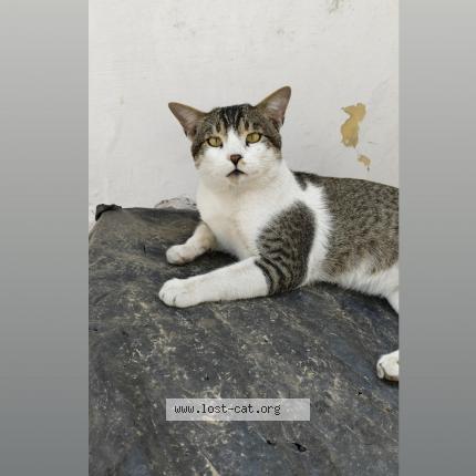 Foto 1/1 Chhotu Chat perdido en Roorkee