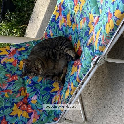 Foto 1/1 Lalou Chat perdido en Saint vincent sur graon