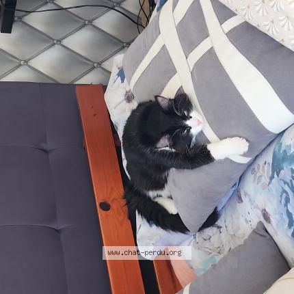 Foto 1/1 Toupeti Chat perdido en Olonne sur mer