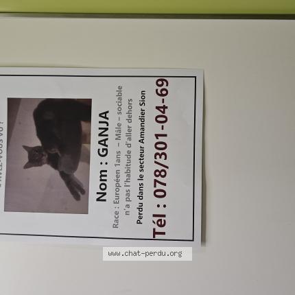 Foto 1/1 Ganja Chat perdido en Sion