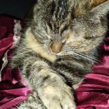 Foto del gato perdido en Cousance