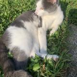 Foto del gato perdido en Quintigy